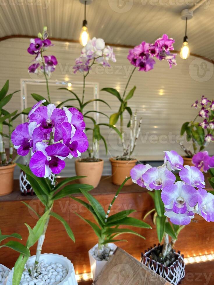 coloré orchidée jardin photo