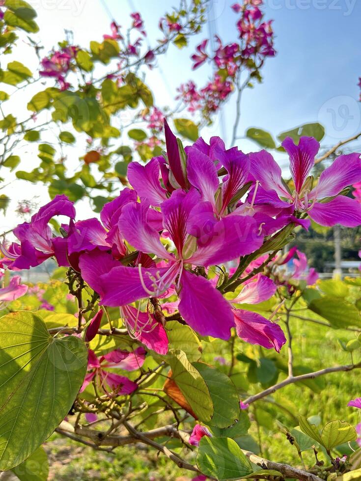 violet orchidée arbre photo