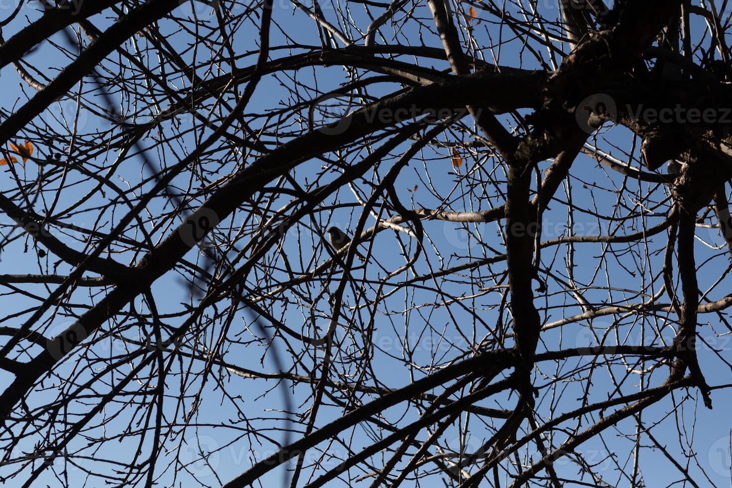 cette mignonne peu oiseau Sam perché dans le branches de cette arbre. avec prudence à la recherche en dehors pour sécurité. le nu membres portion à camouflage le sien corps et garder lui sûr de prédateurs. photo