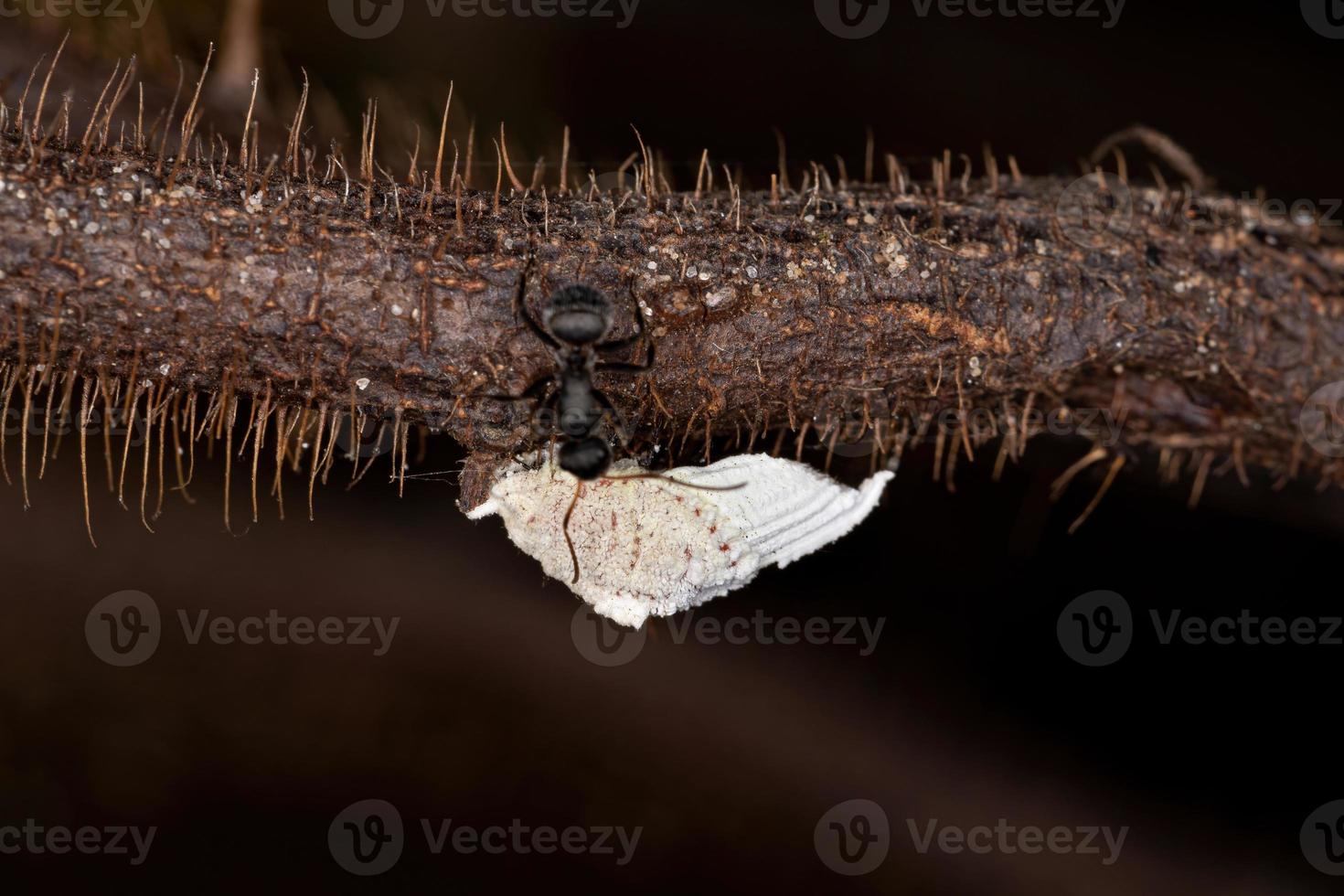 interaction symbolique entre les fourmis charpentières et les cochenilles photo