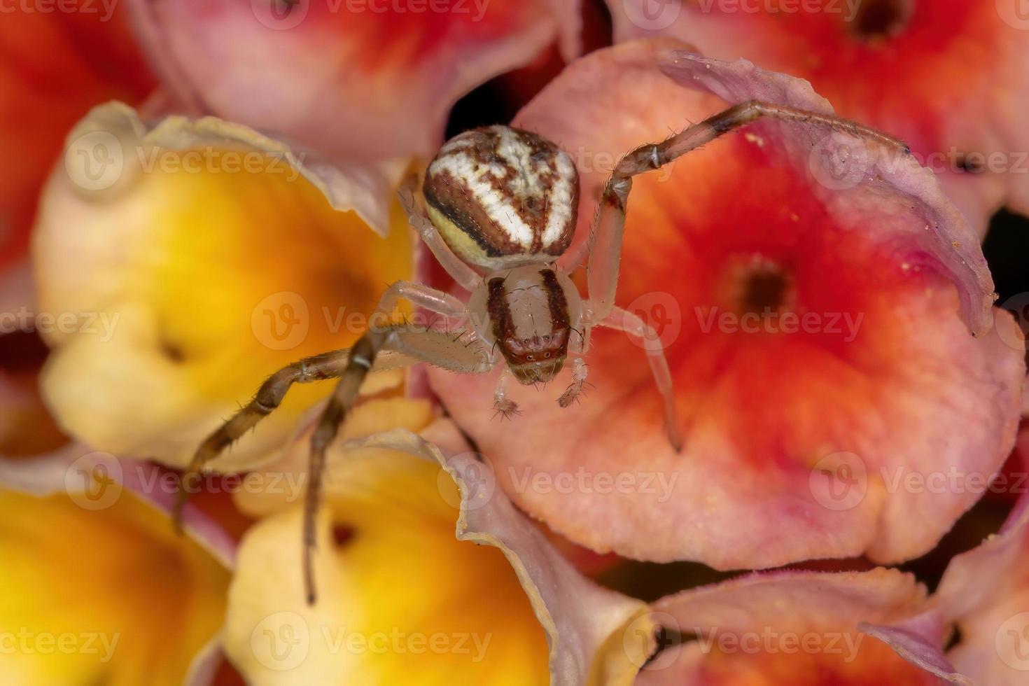 petite araignée crabe photo