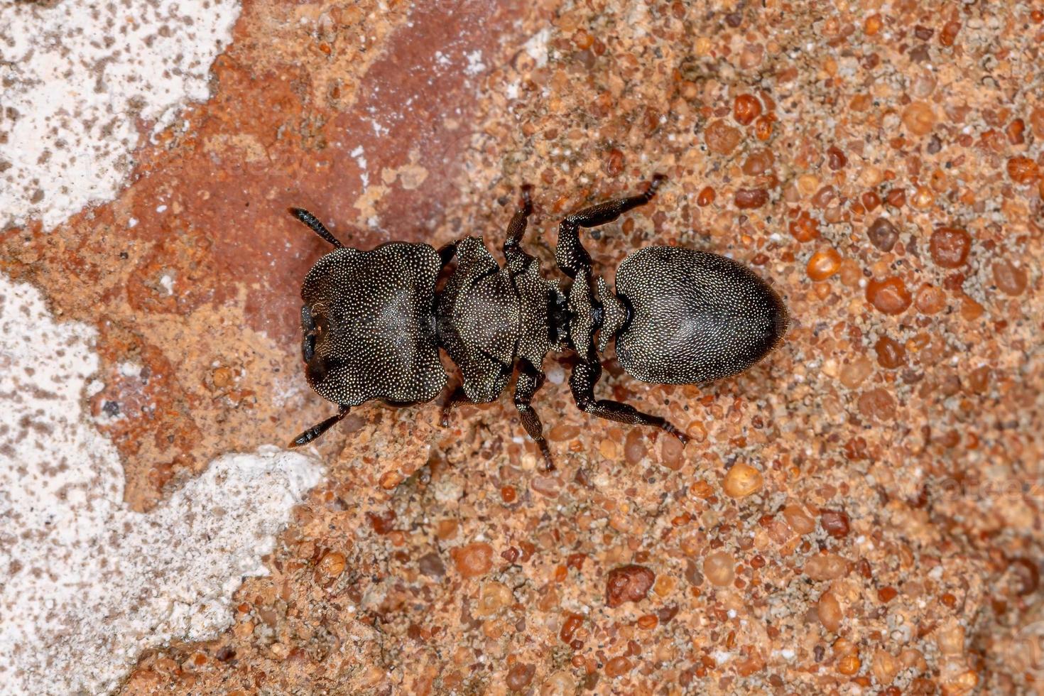 fourmi tortue noire adulte photo