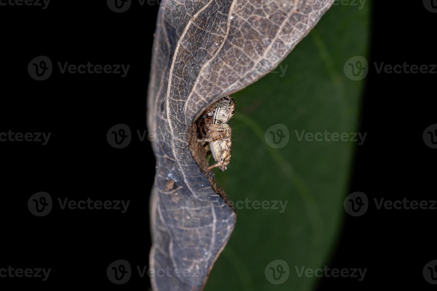 araignée sauteuse adulte photo