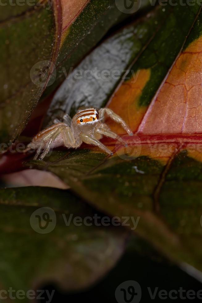 araignée sauteuse brésilienne photo