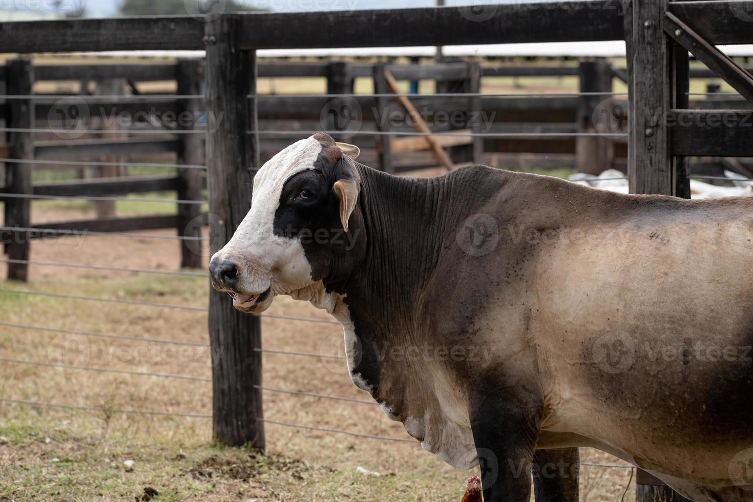 vache adulte dans une ferme brésilienne photo