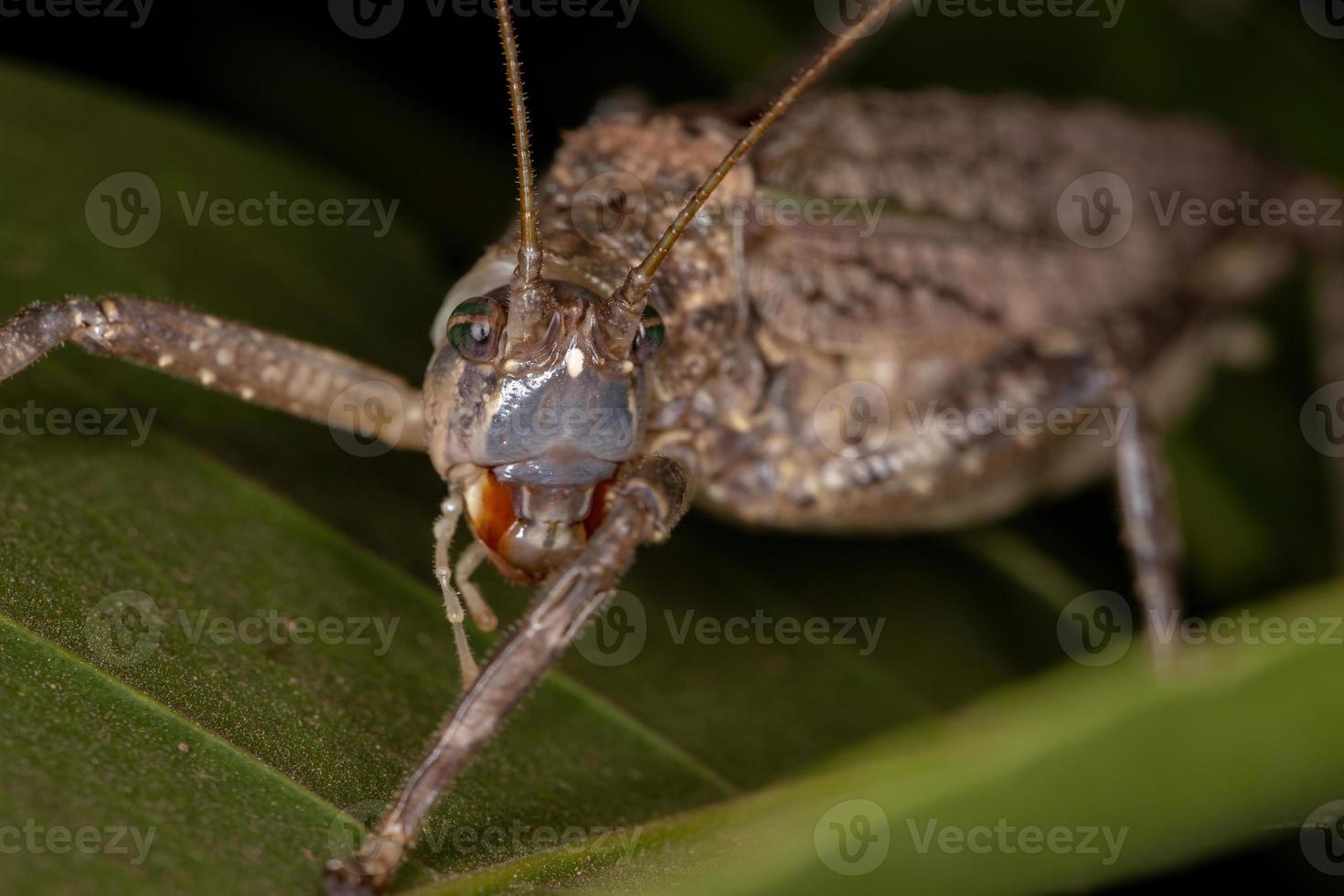 adulte vrai katydid photo