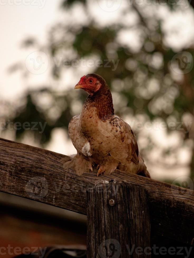 poulet animal domestique photo