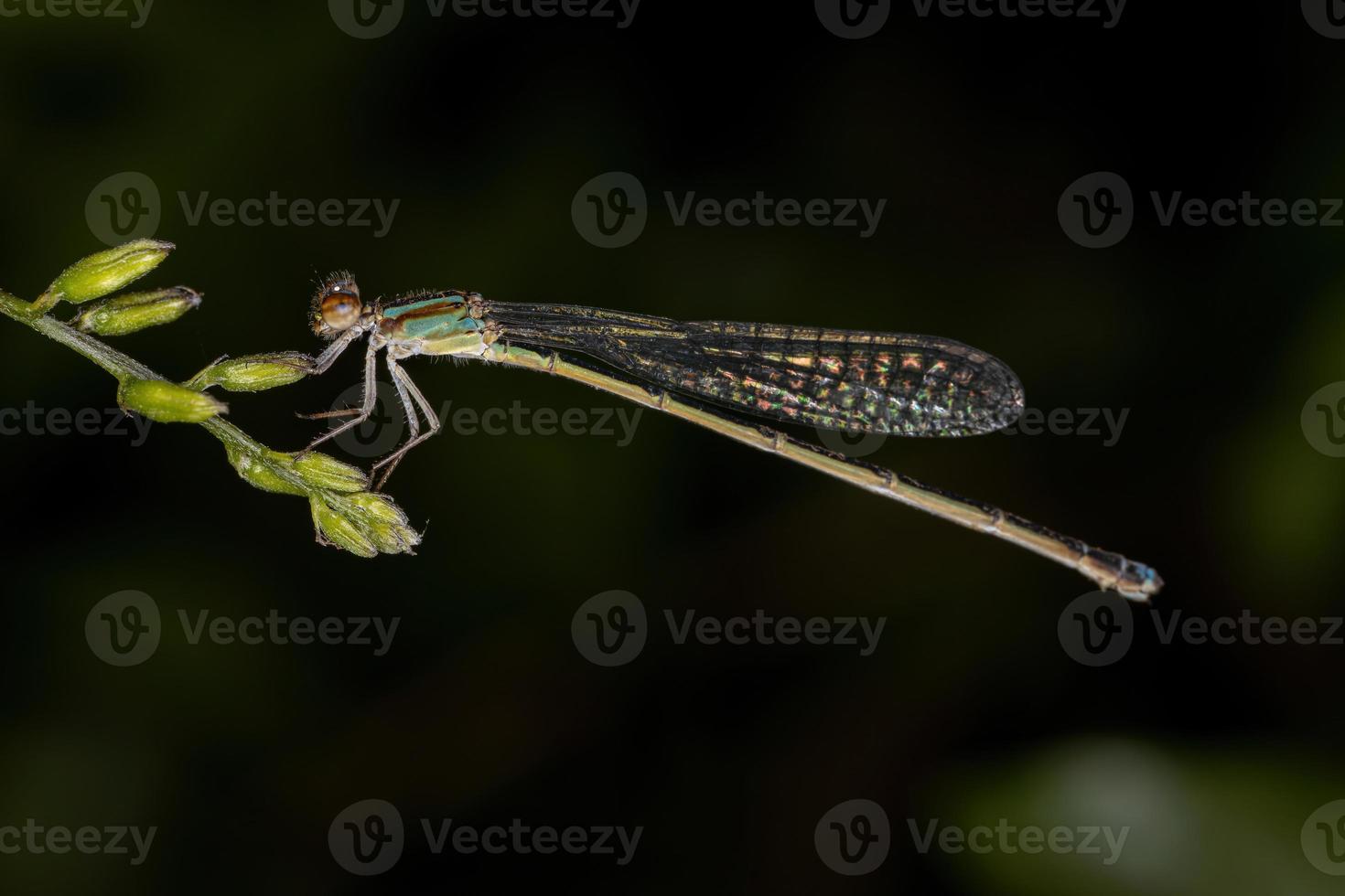 demoiselle adulte à ailes étroites photo