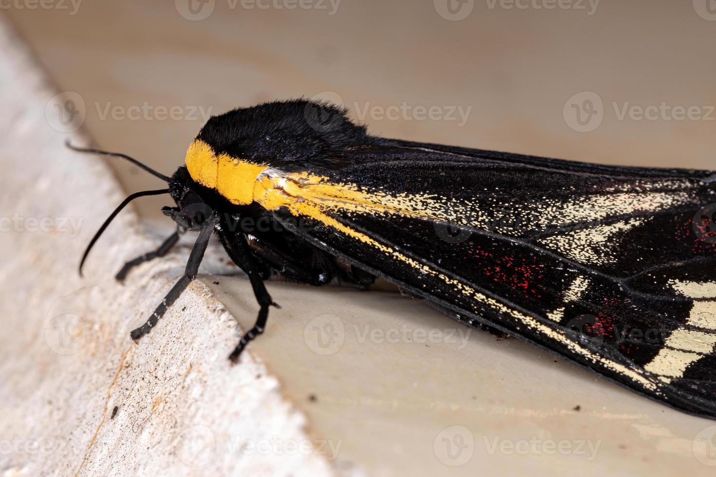 papillon tigre jaune photo