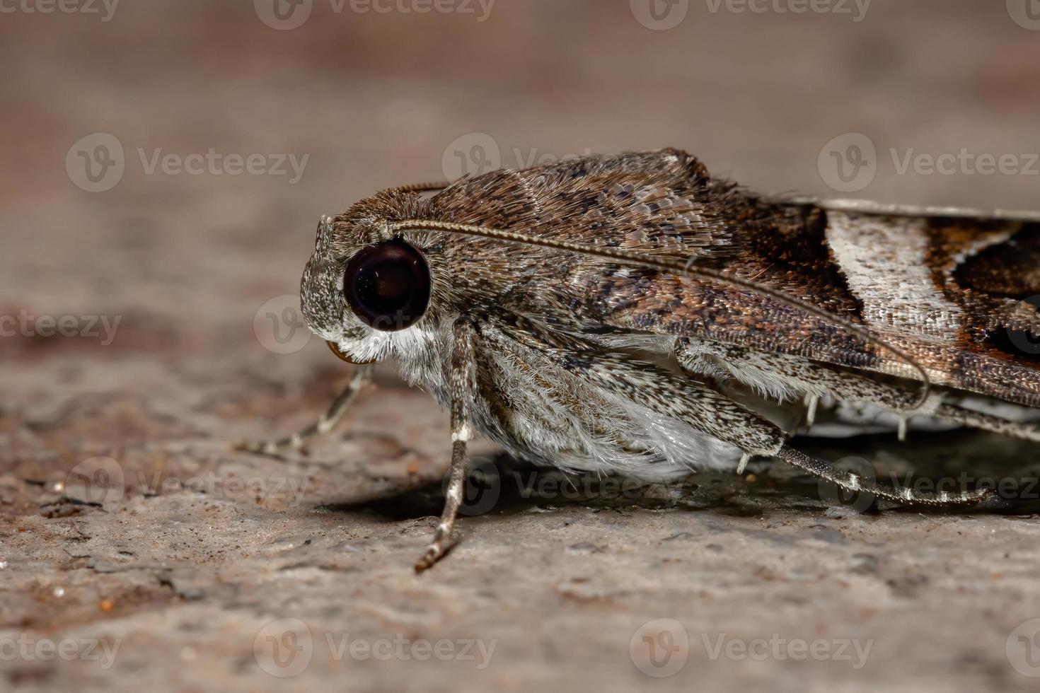 papillon de nuit graphique photo