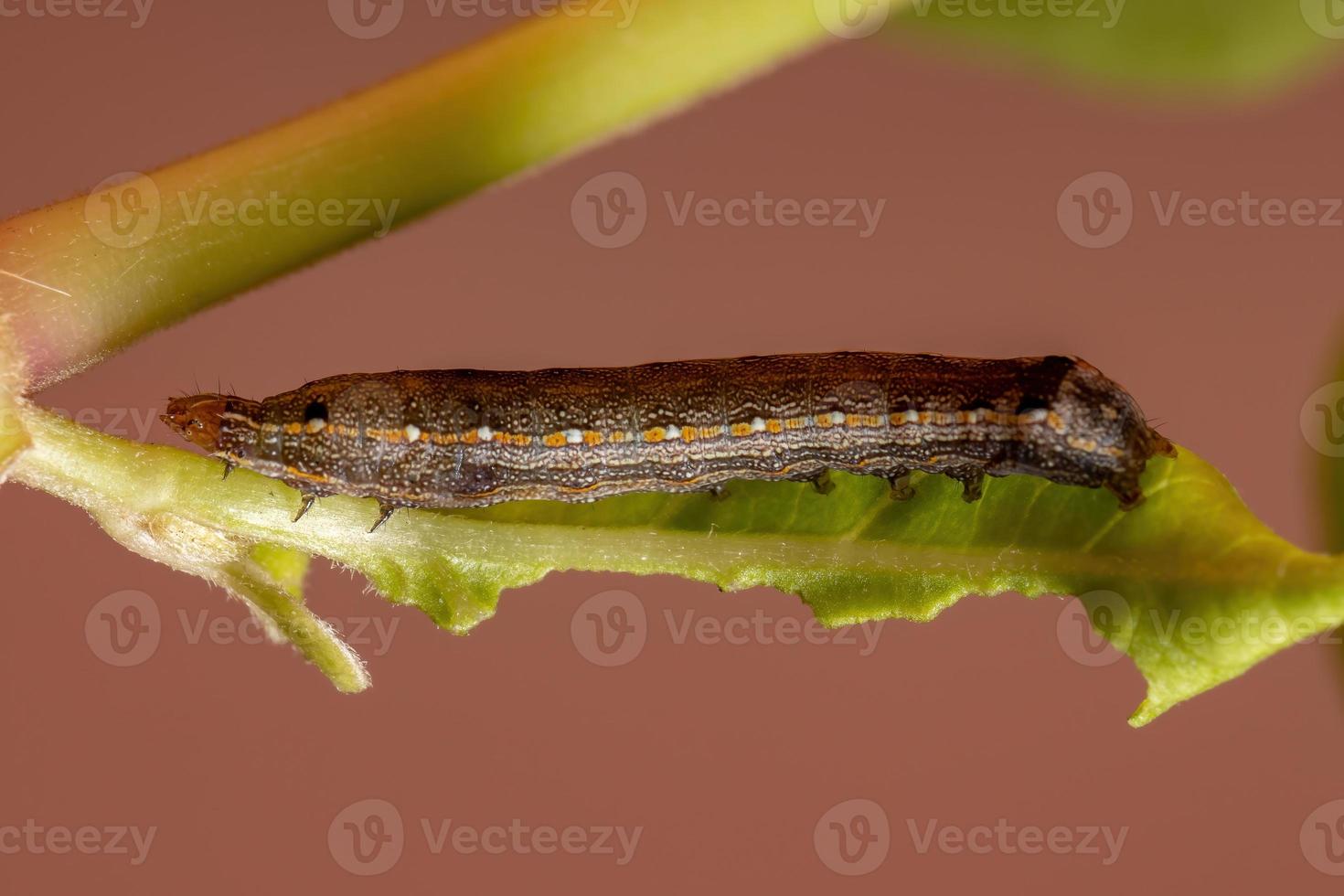 chenille mangeant une feuille photo