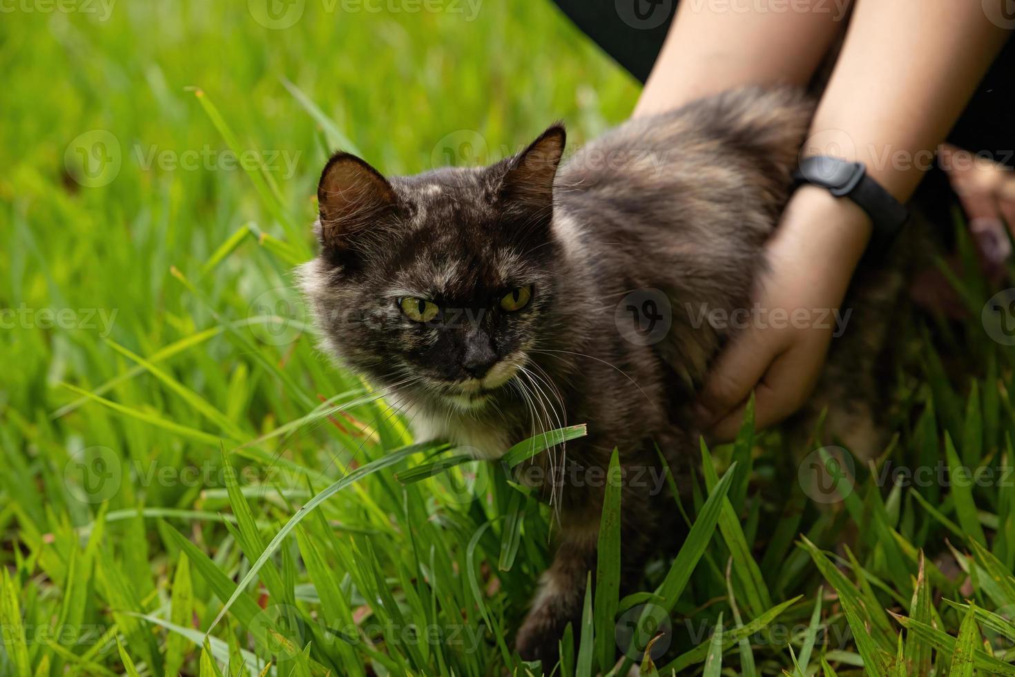 chat domestique de race mixte photo