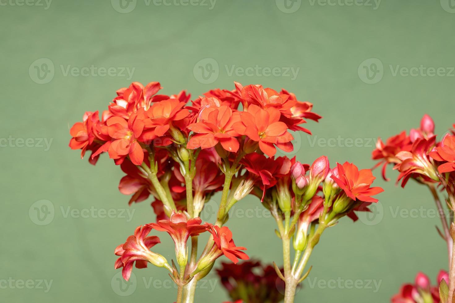 fleur rouge katy enflammée photo