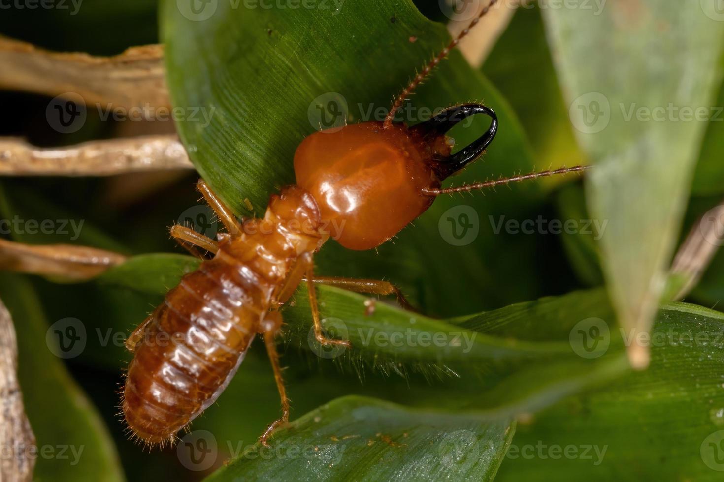 termite à museau adulte photo