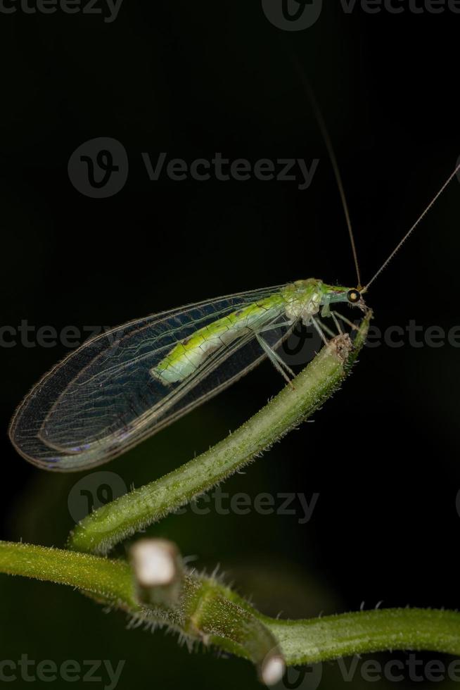 chrysope verte typique adulte photo