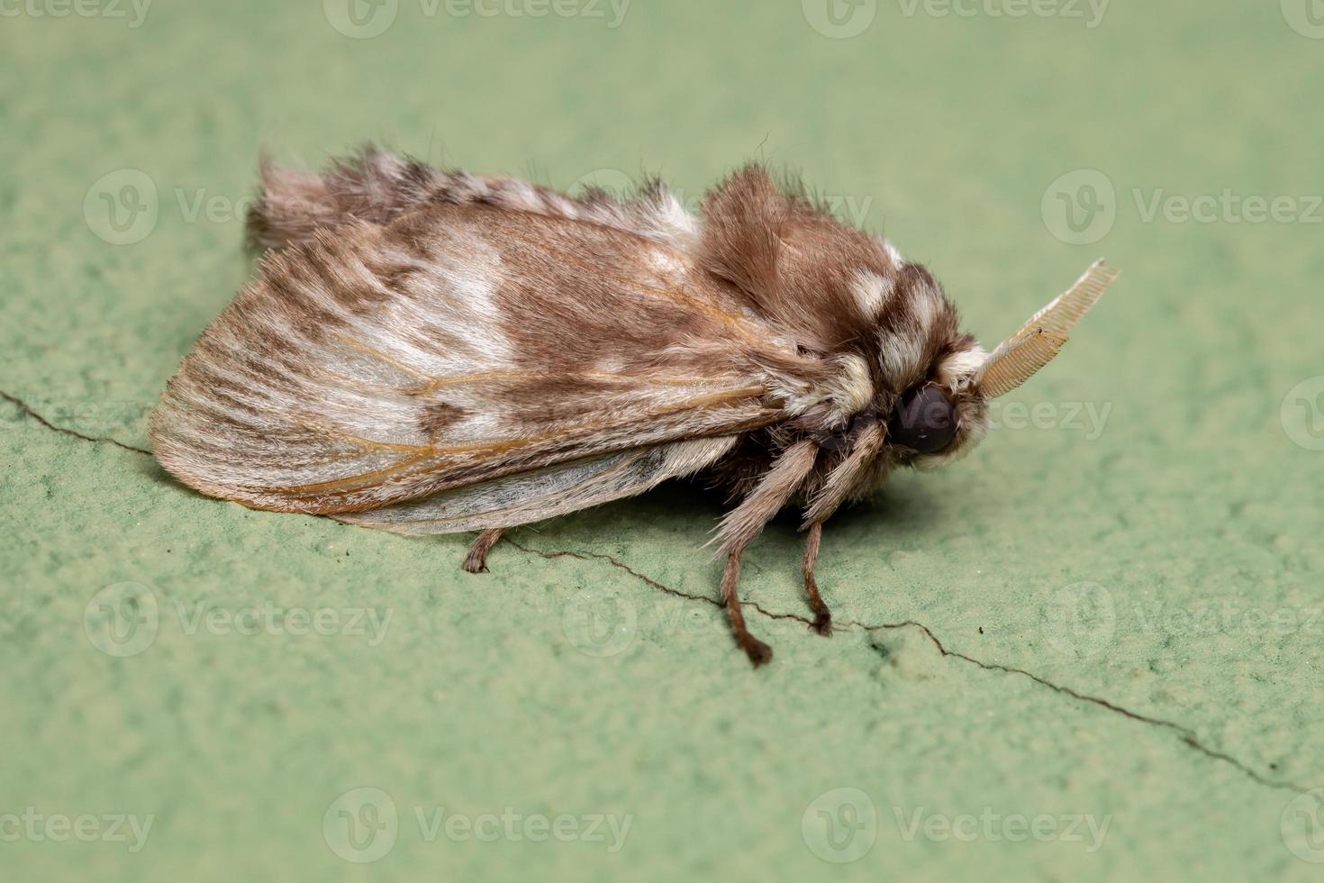 papillon blanc brésilien photo