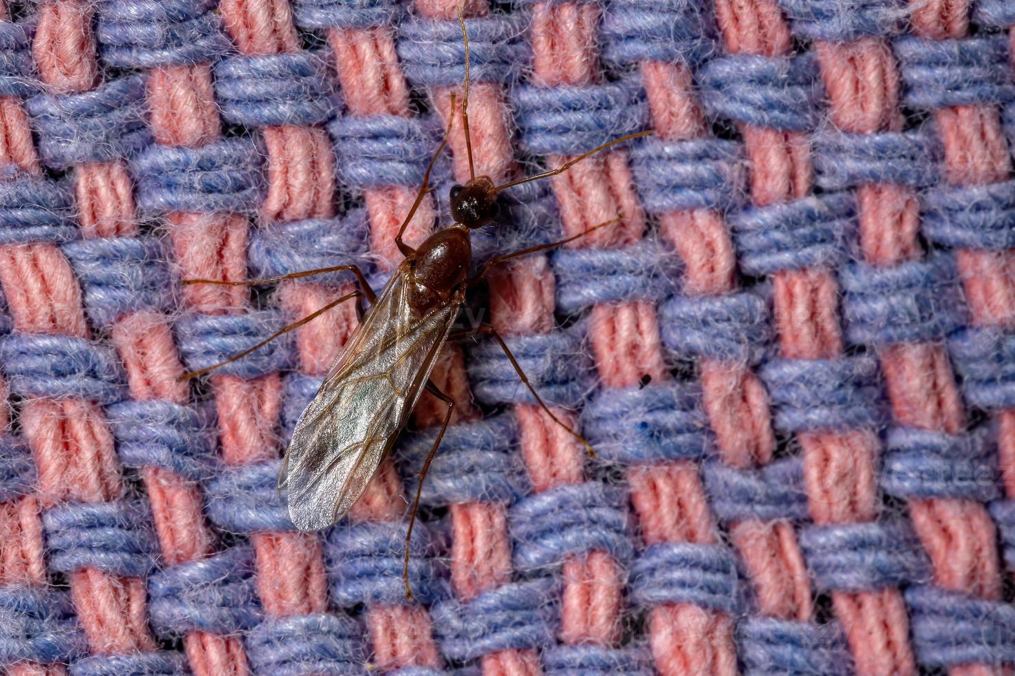 fourmi charpentière brésilienne photo