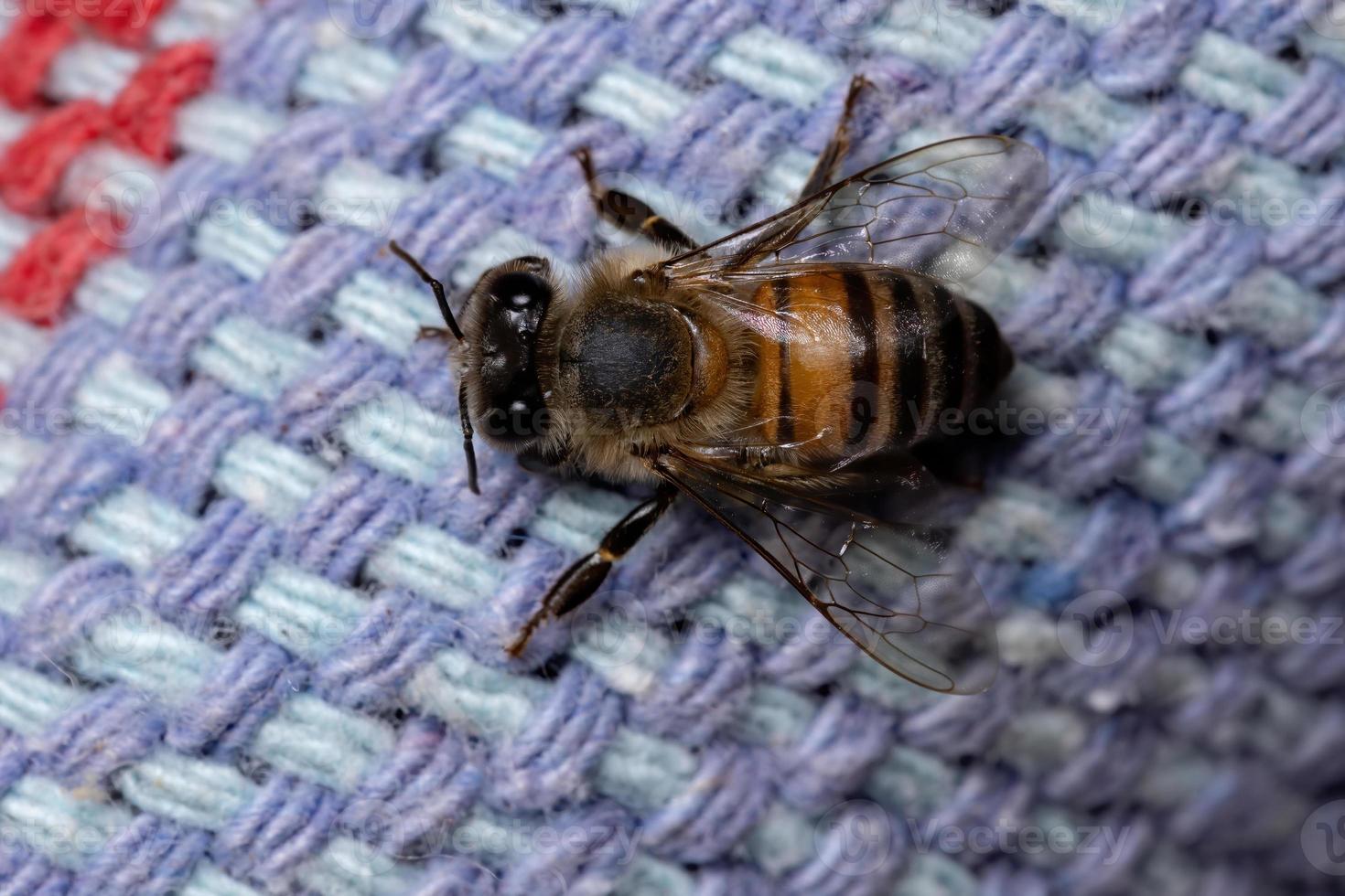 abeille à miel occidentale photo