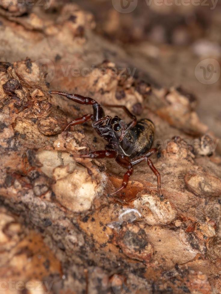 petite araignée sauteuse photo