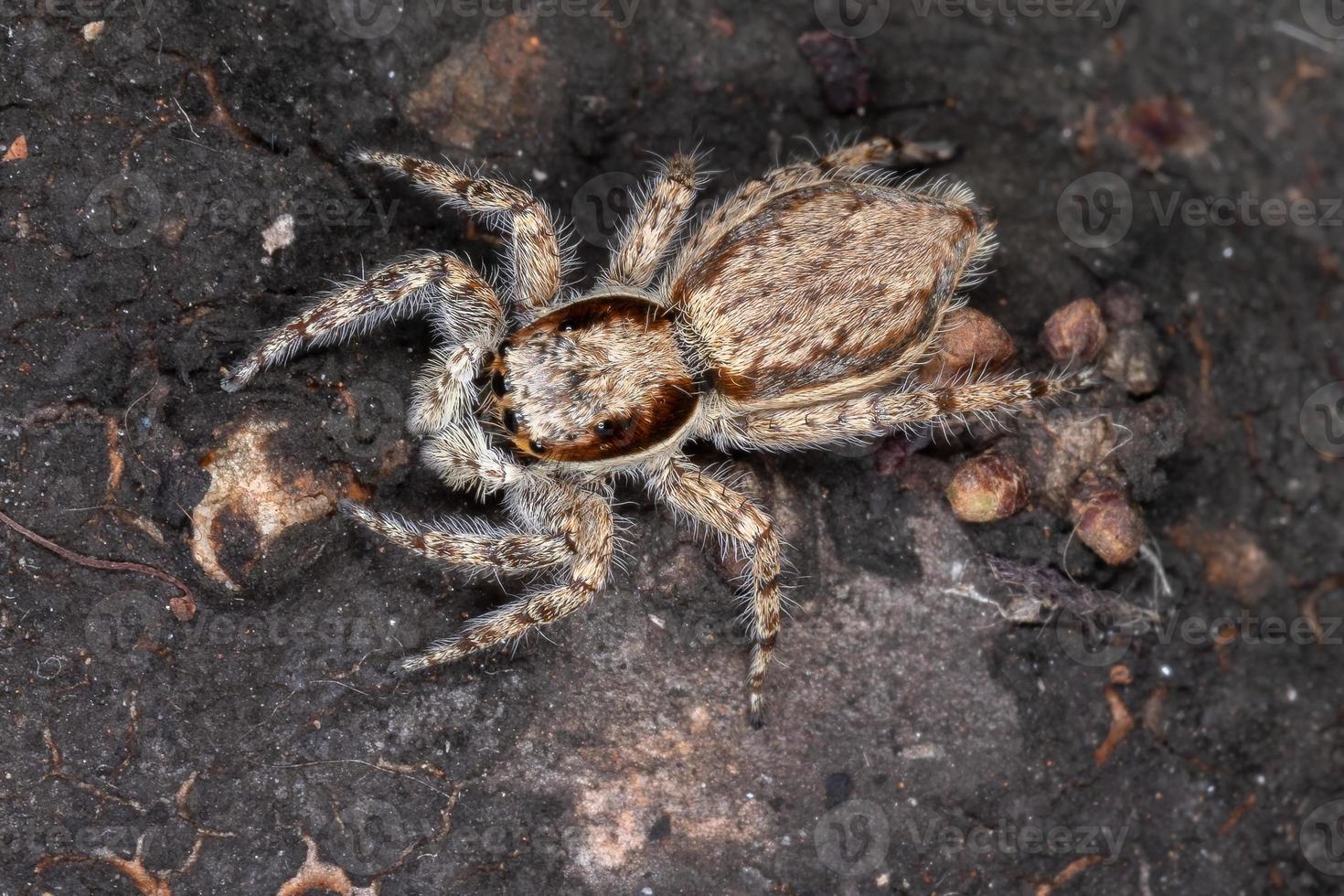 Araignée sauteuse mur gris adulte photo