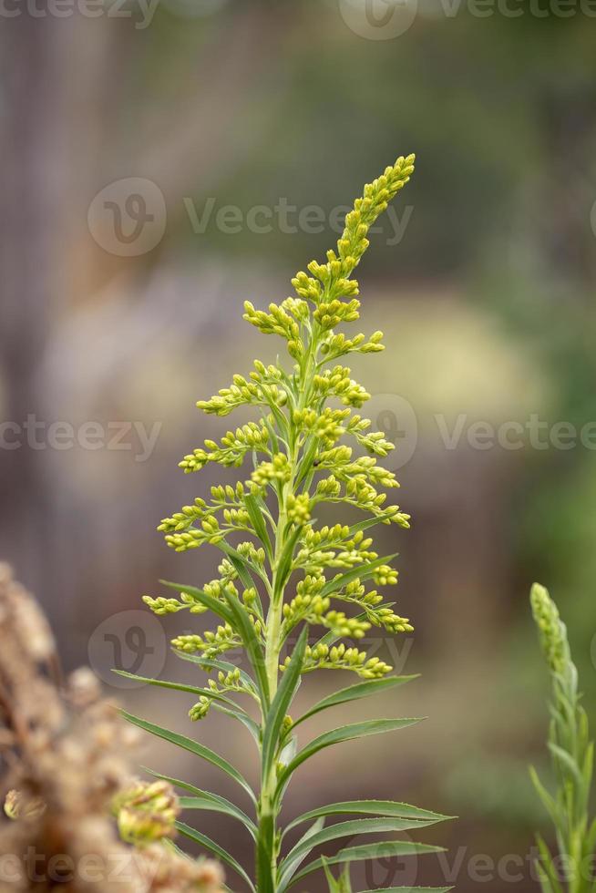 plante de verge d'or d'anis photo