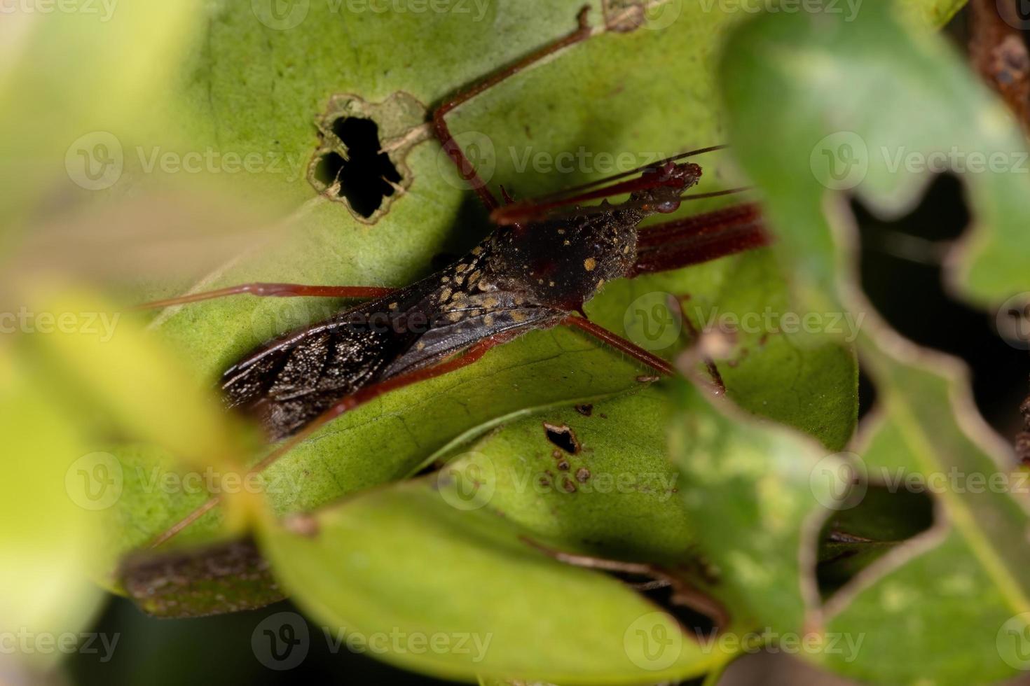 insecte assassin adulte photo