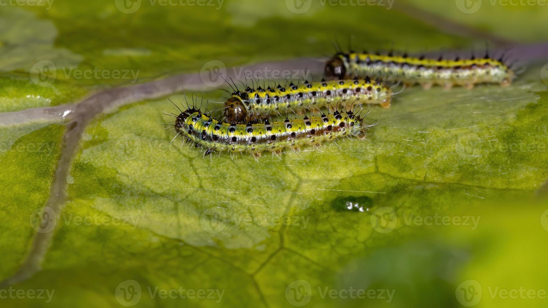 chenilles vertes dans une feuille photo