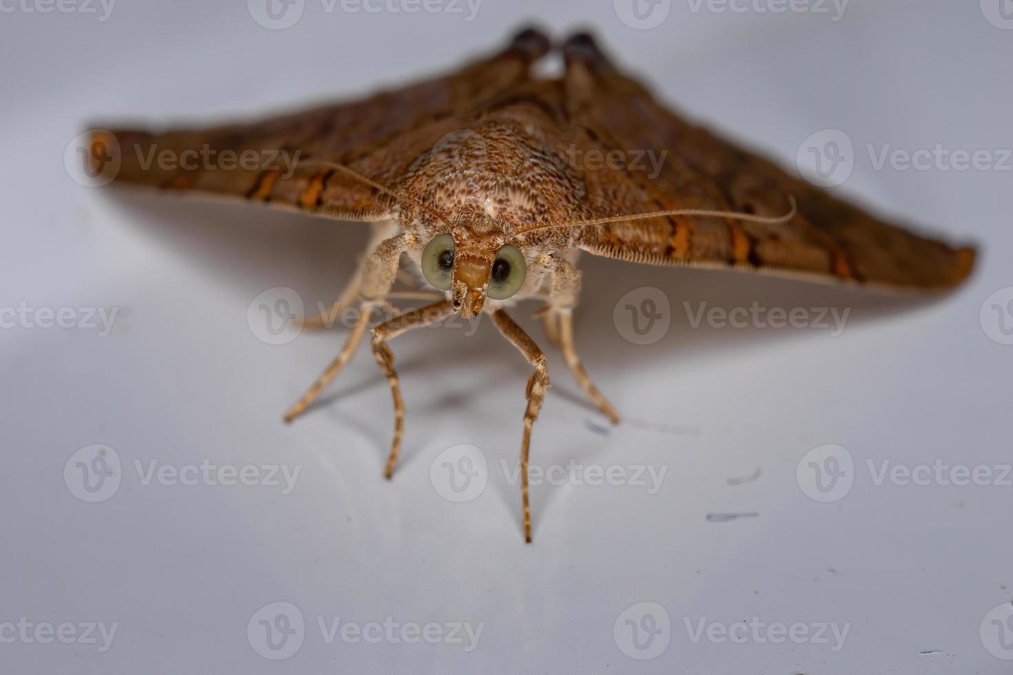 papillon de nuit adulte photo