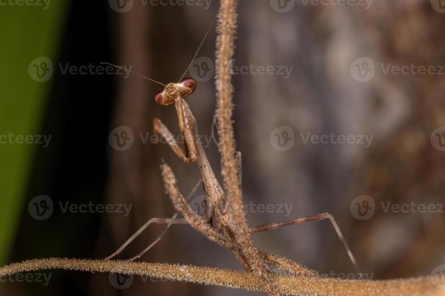 petite mantide brésilienne photo