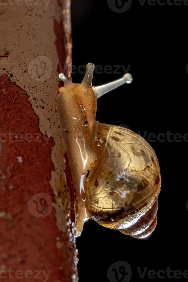 escargot géant africain photo