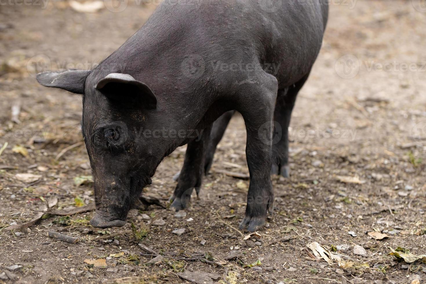 porc noir élevé photo