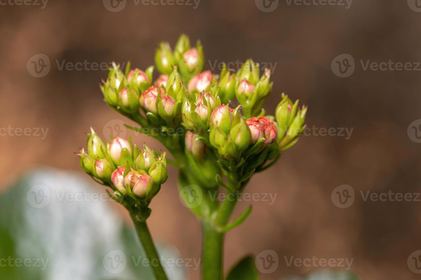 fleur rouge katy enflammée photo