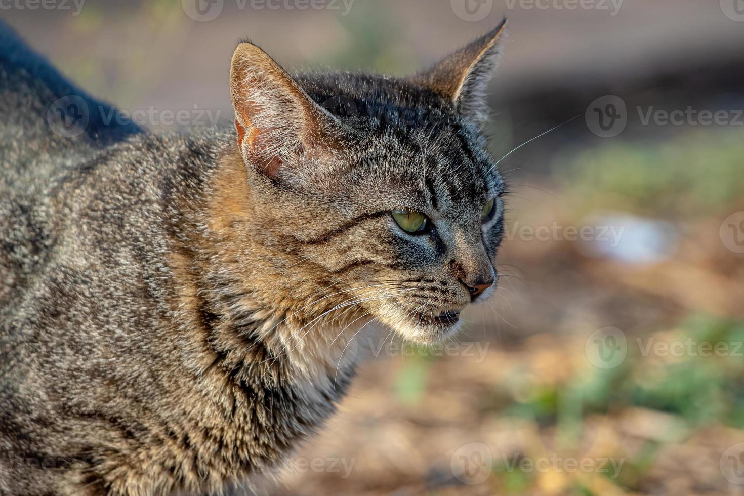 chat domestique sauvage photo