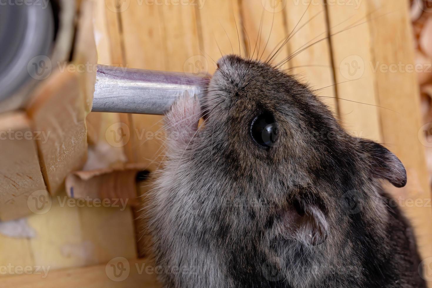 le hamster nain de Campbell photo