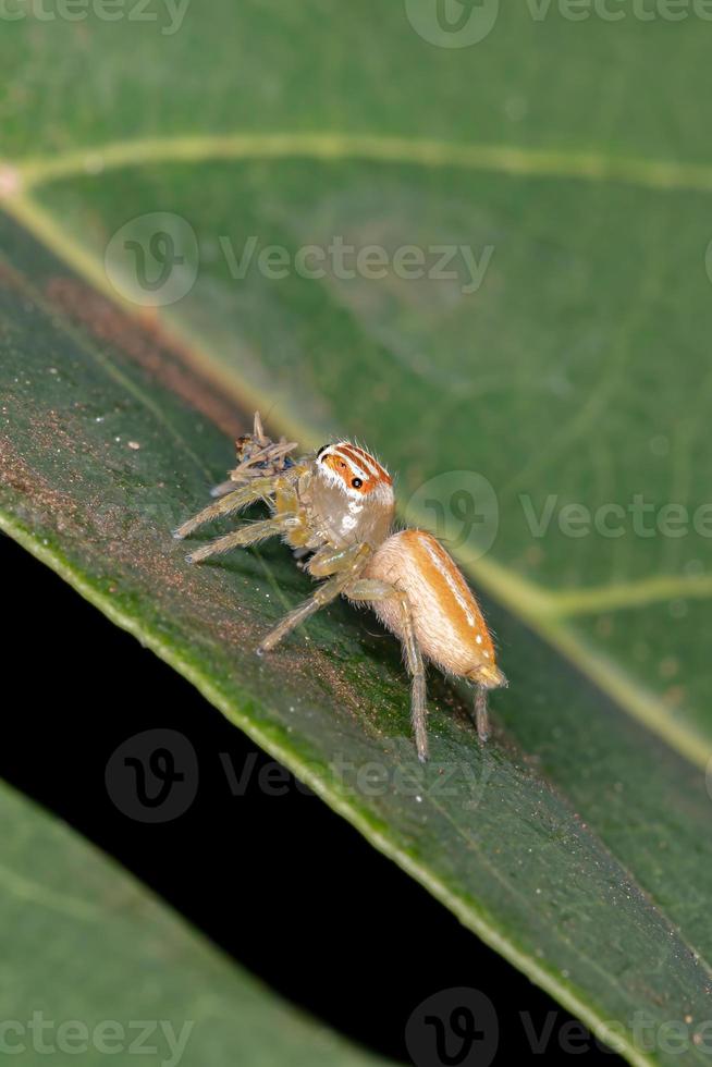 petite araignée sauteuse photo