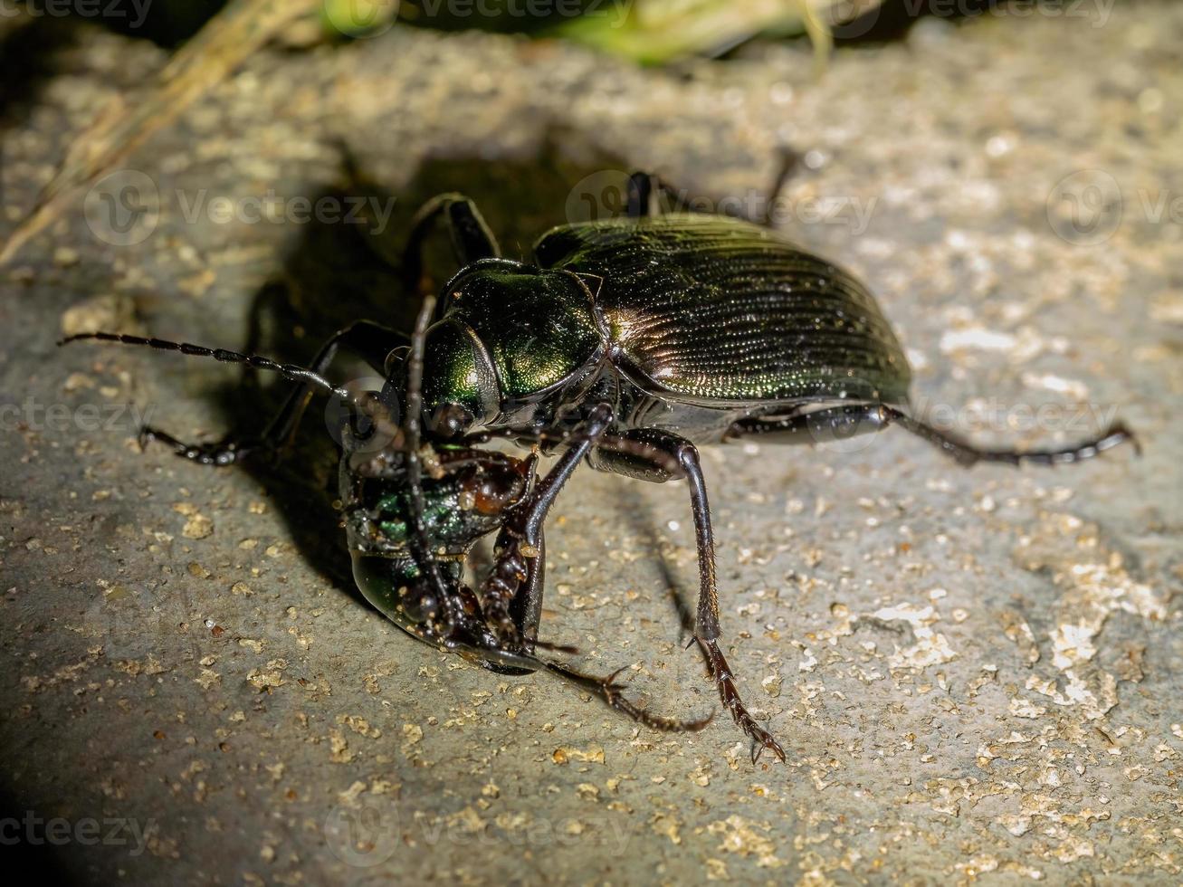 scarabée chasseur de chenille adulte photo