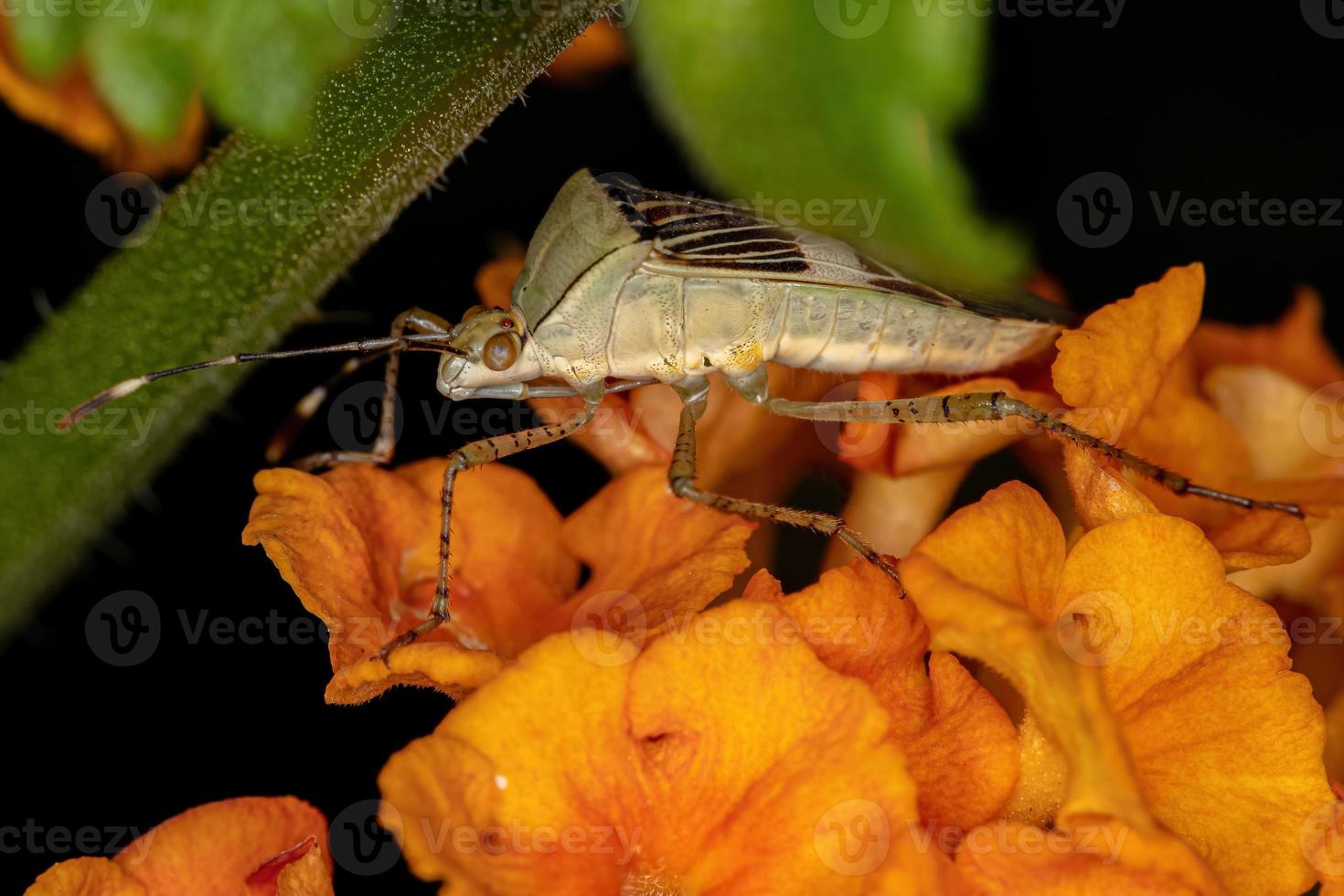 punaise à pieds feuille adulte photo