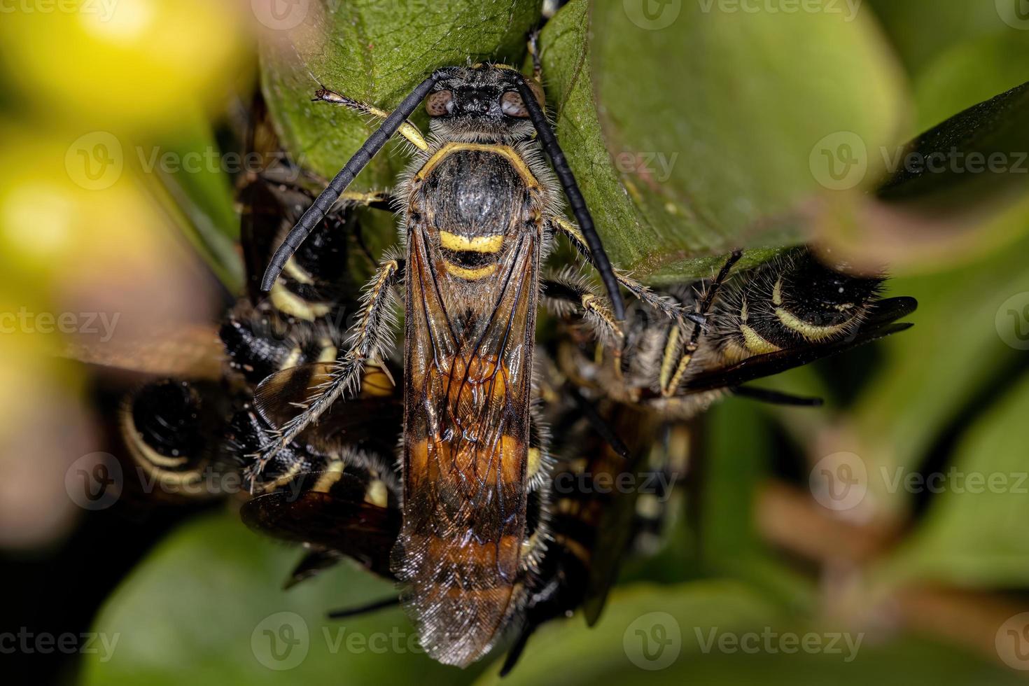 guêpes scoliides adultes photo