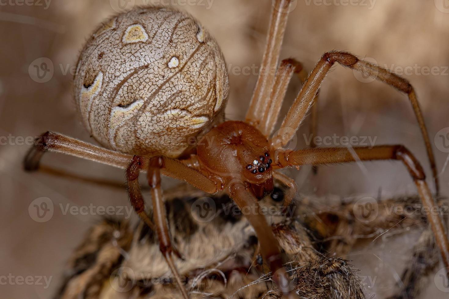 araignée veuve brune photo