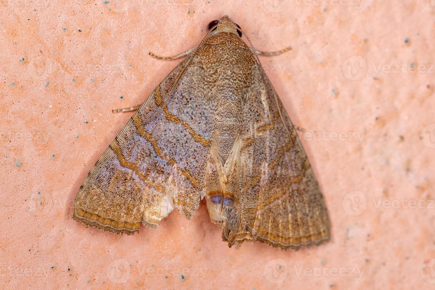 papillon de nuit adulte photo