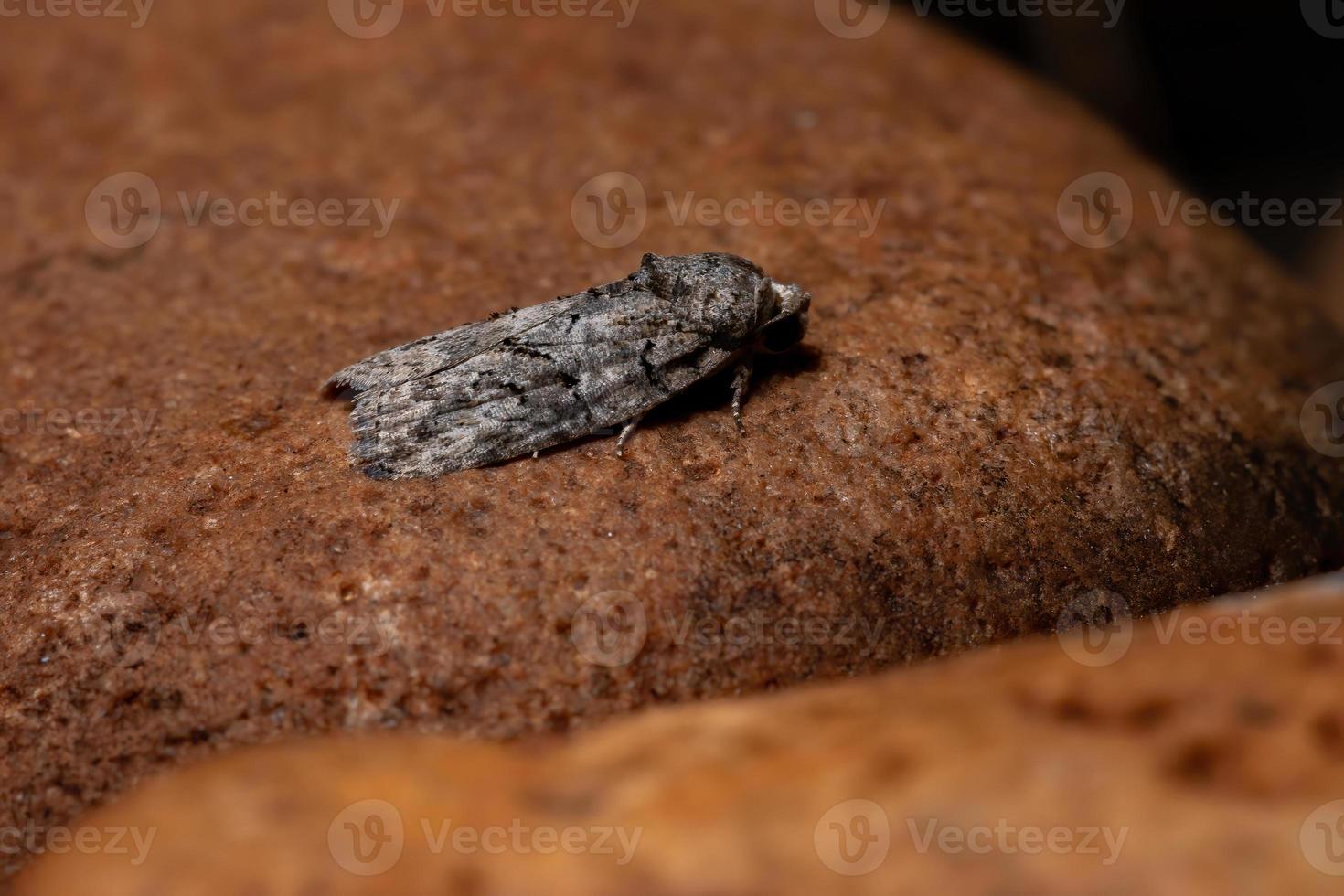 la chenille de l'olivier noir photo