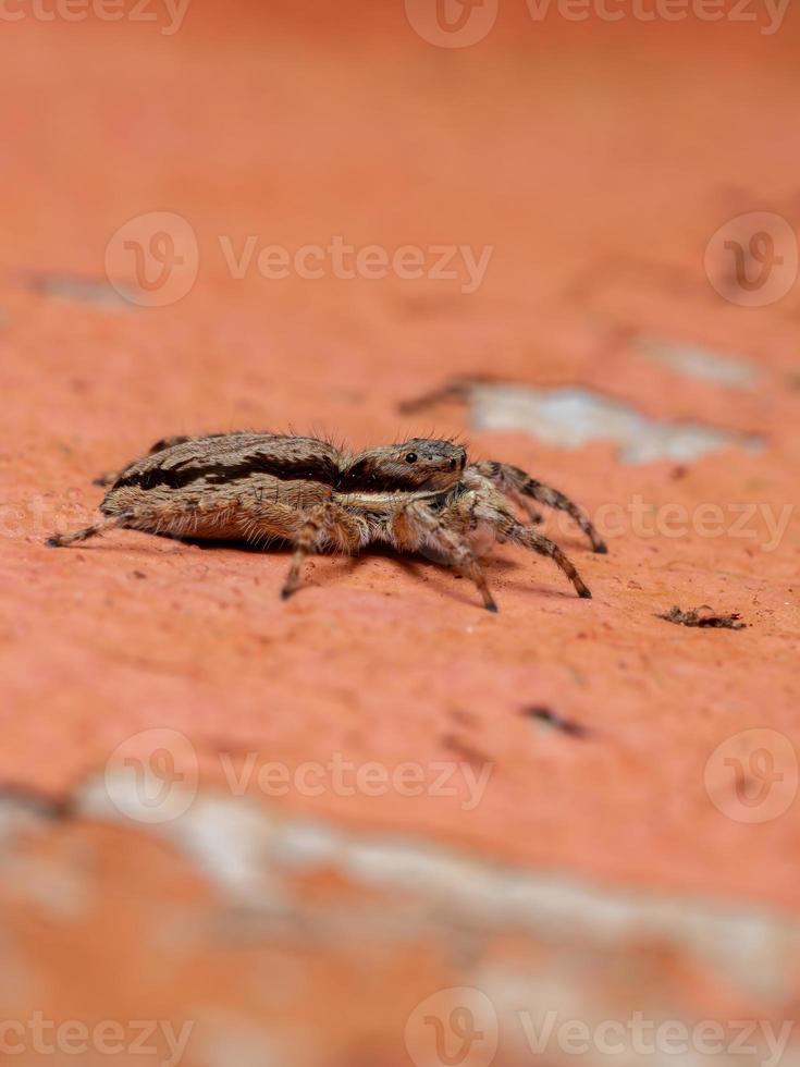 Araignée sauteuse mur gris femelle adulte photo