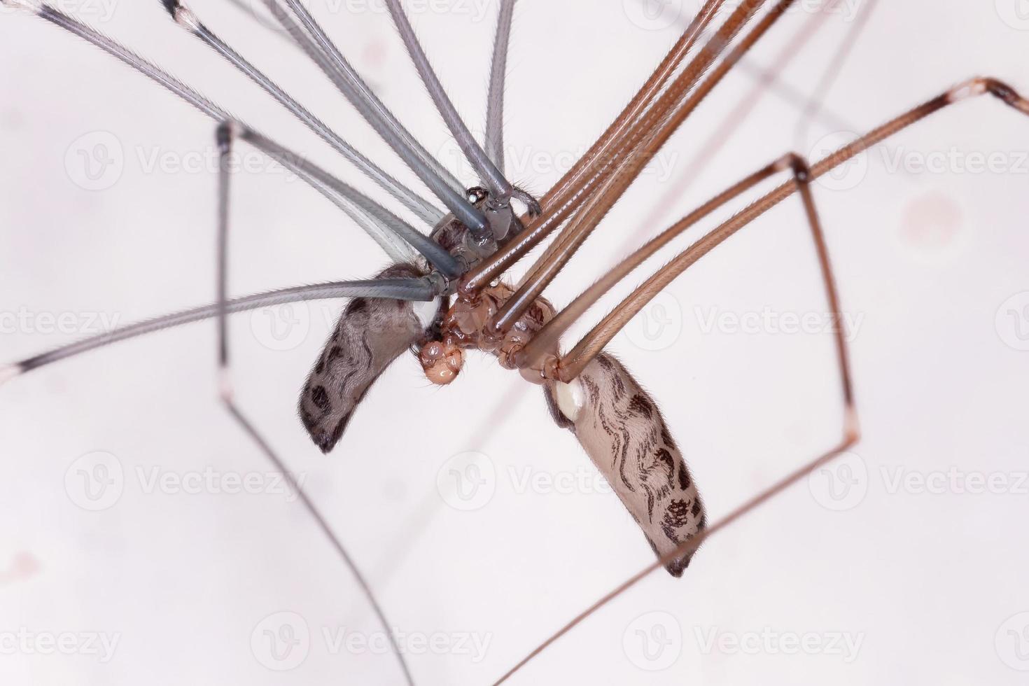 araignées de cave adultes photo