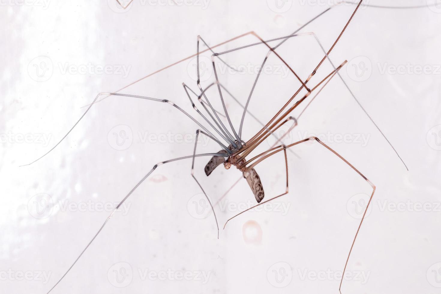 araignées de cave adultes photo