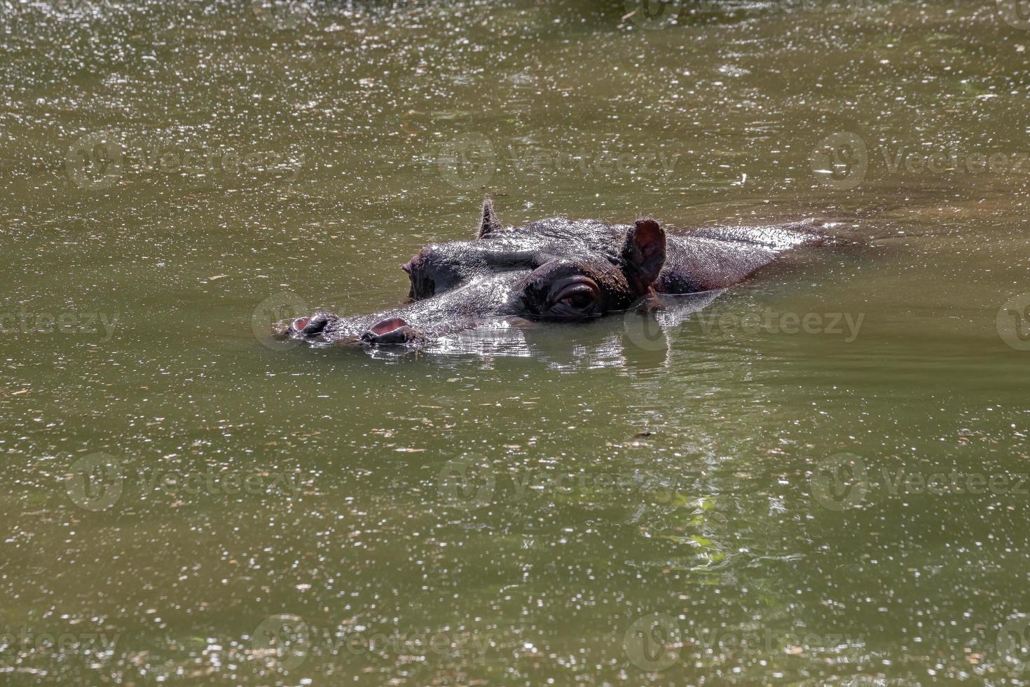 hippopotame dans l'eau photo