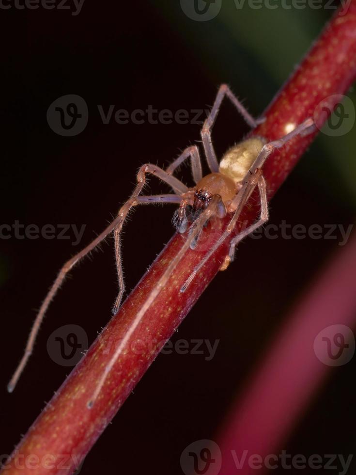 araignée sac agraire photo