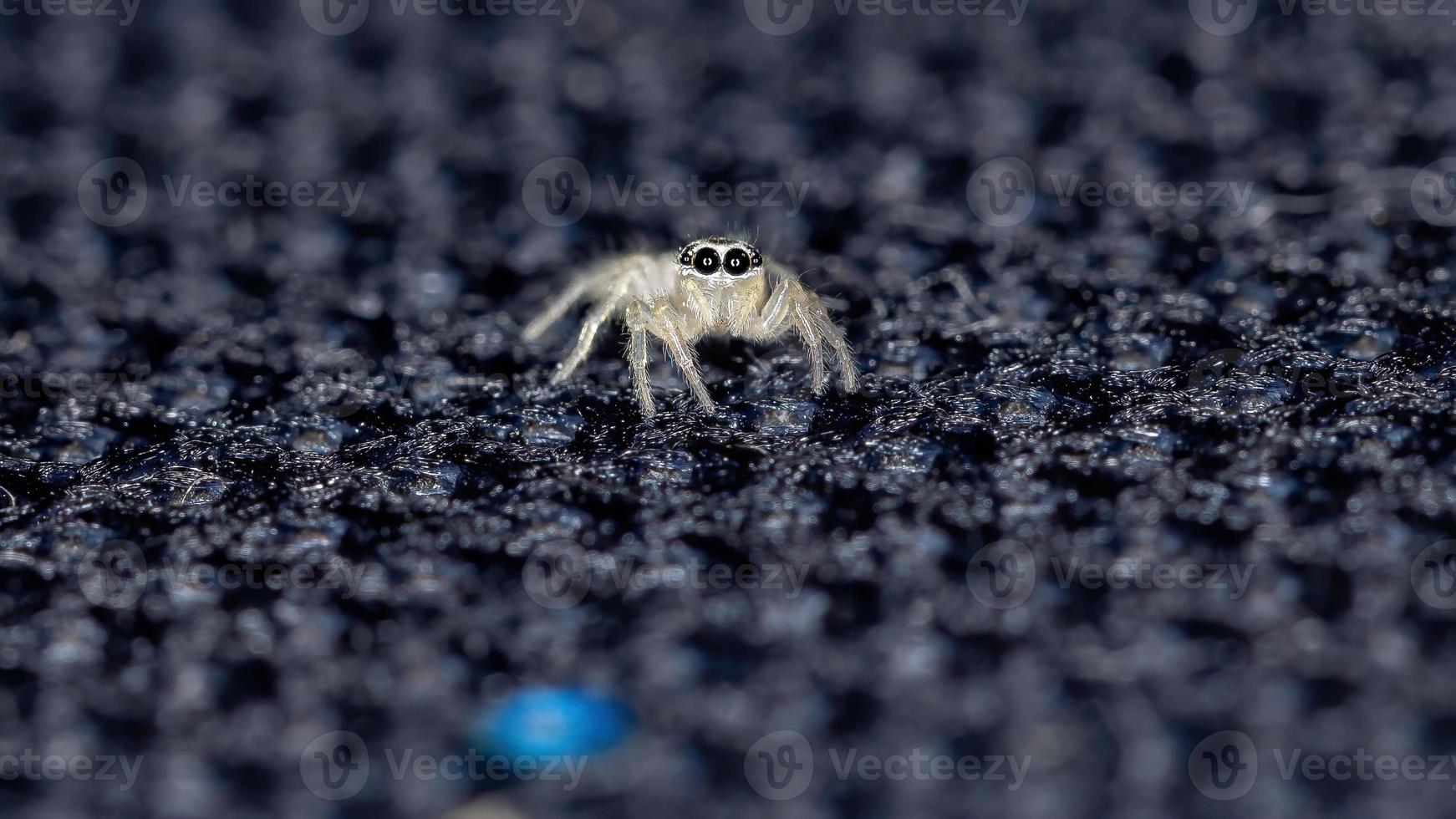 petite araignée sauteuse photo