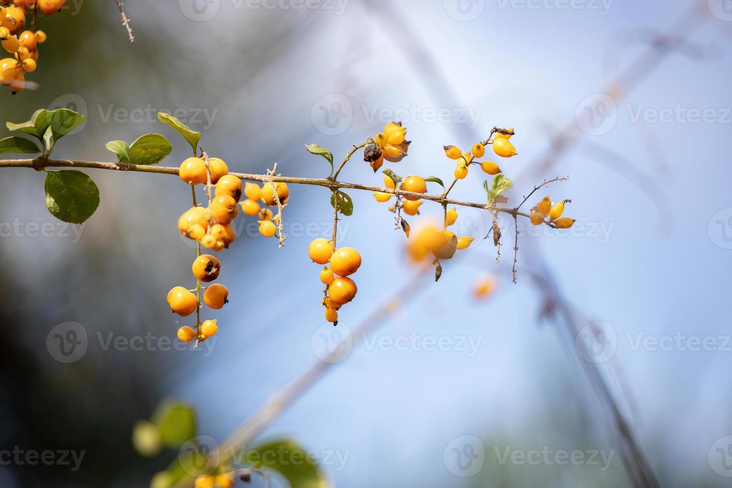 fruits jaunes du ciel photo