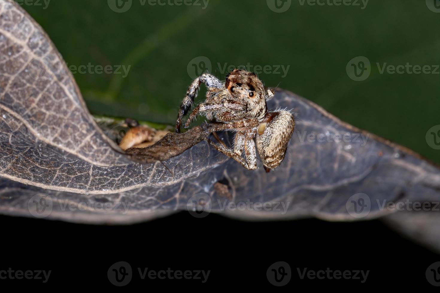 araignée sauteuse adulte photo