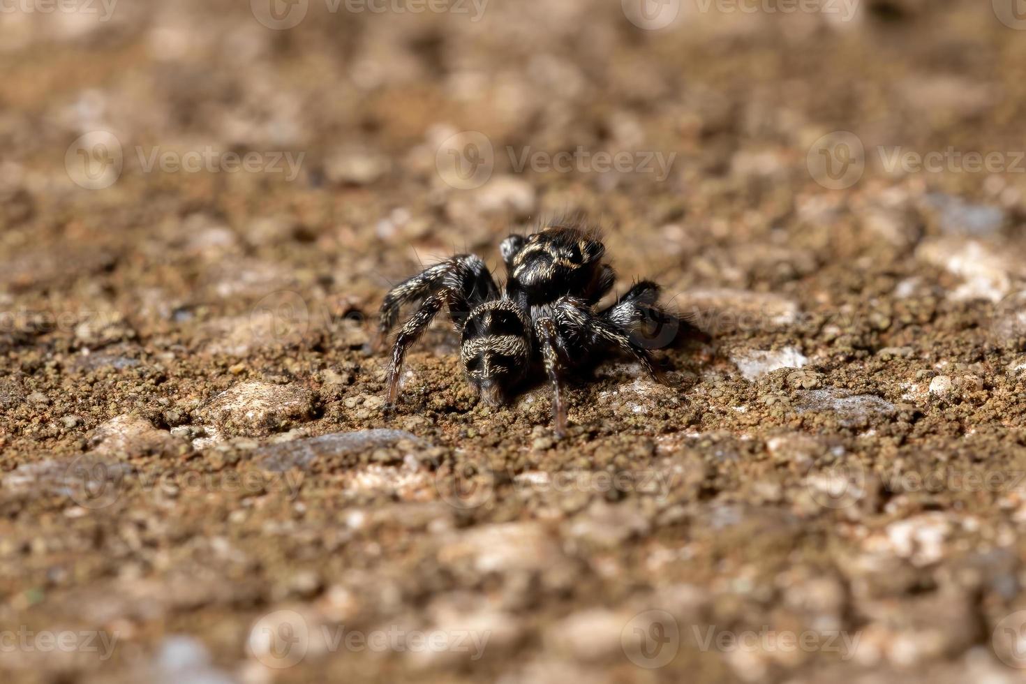 araignée sauteuse sur une surface en béton photo